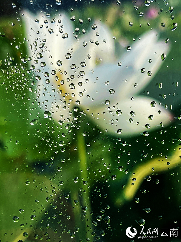 雨中的荷花。李明摄