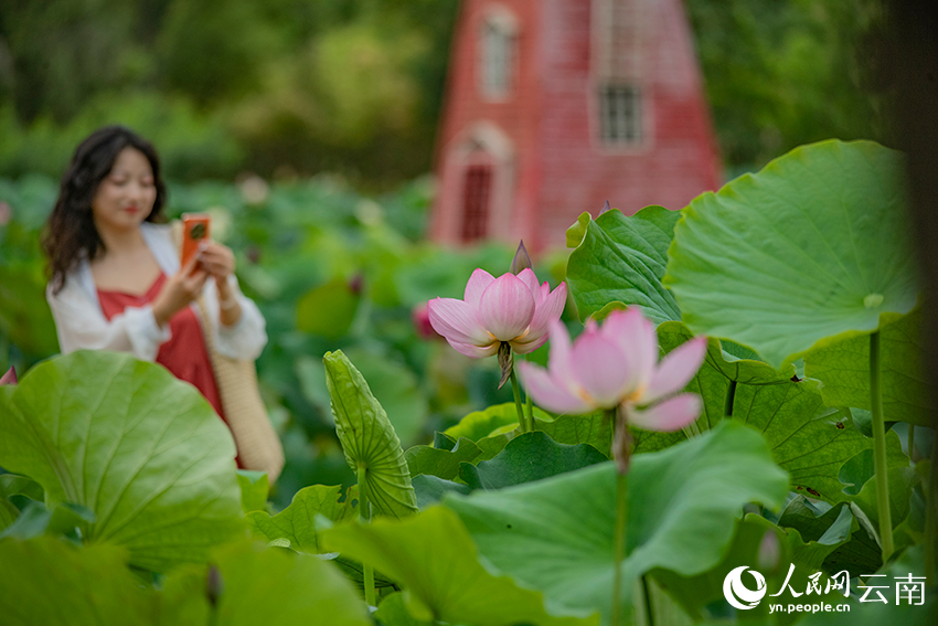 游客观荷赏景。熊平祥摄