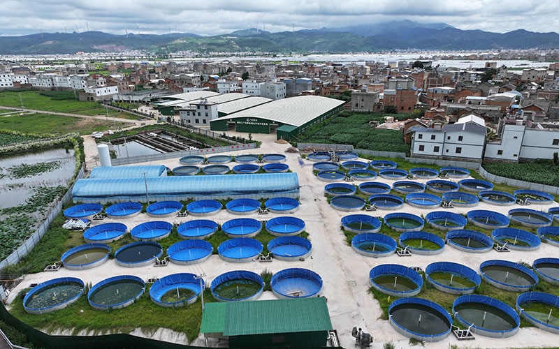 工廠化循環水產養殖基地。