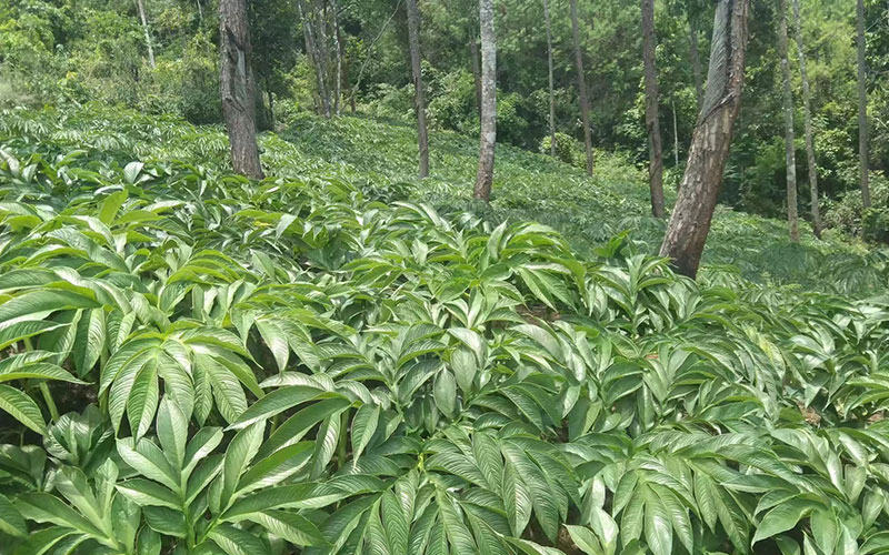 林下魔芋种植长势良好。罗永民摄