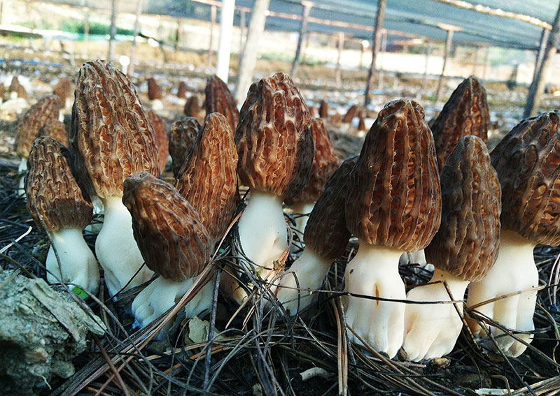 洛吉村核桃加工、羊肚菌种植