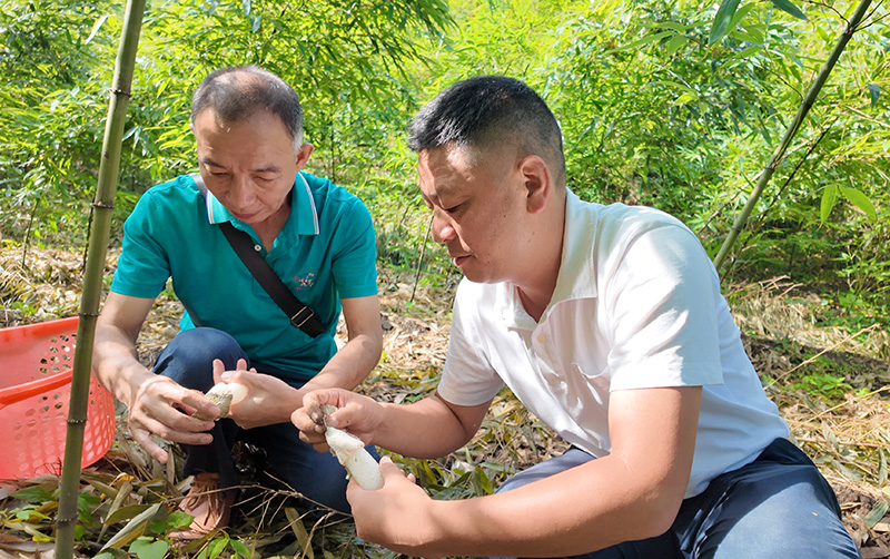 王兴江(右)在威信县林业和草原局高级工程师陈懋宽的(左)指导下认真学习竹荪采摘步骤
