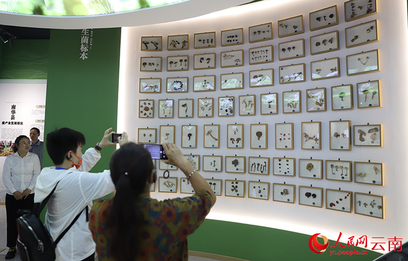 【1】南华野生菌科普展馆内,形态各异的野生菌标本吸引了不少参观者。人民网记者-李发兴摄