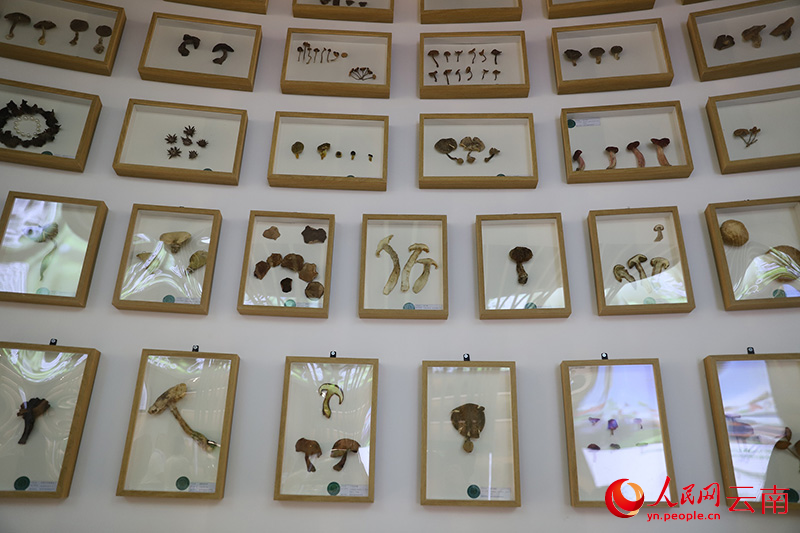 【2】南华野生菌科普展馆内设置的野生菌标本墙。人民网记者-李发兴摄