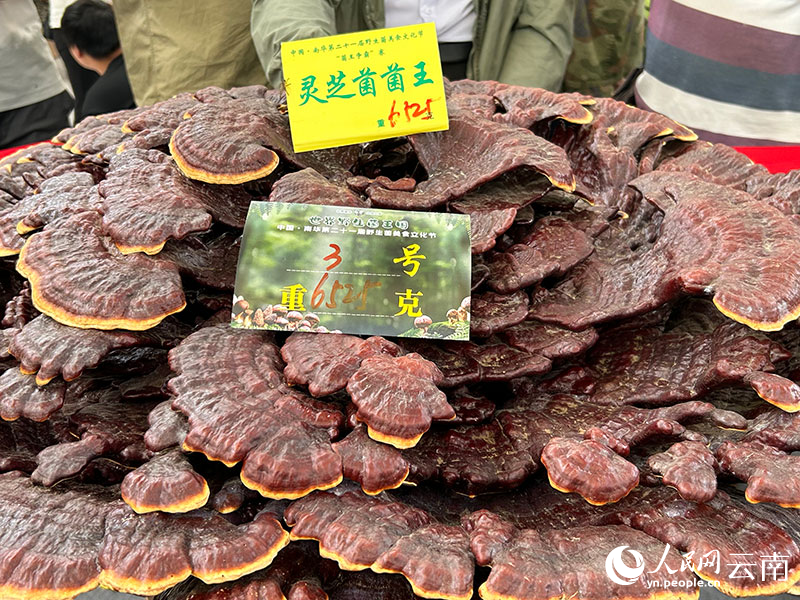 菌王爭霸賽上評出的靈芝菌“菌王”。人民網記者 劉怡攝