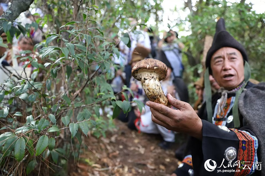 毕摩采摘到首朵松茸。人民网记者 李发兴摄