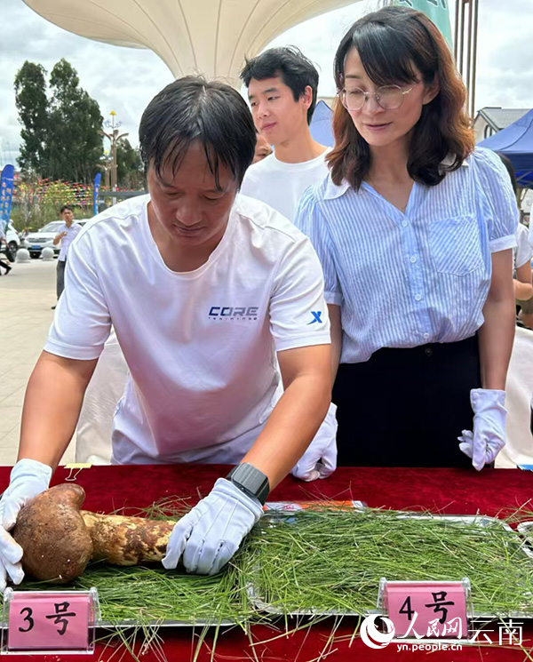 【1】专家综合重量、外形、品质等多条件对候选松茸进行初评。人民网记者-刘怡摄