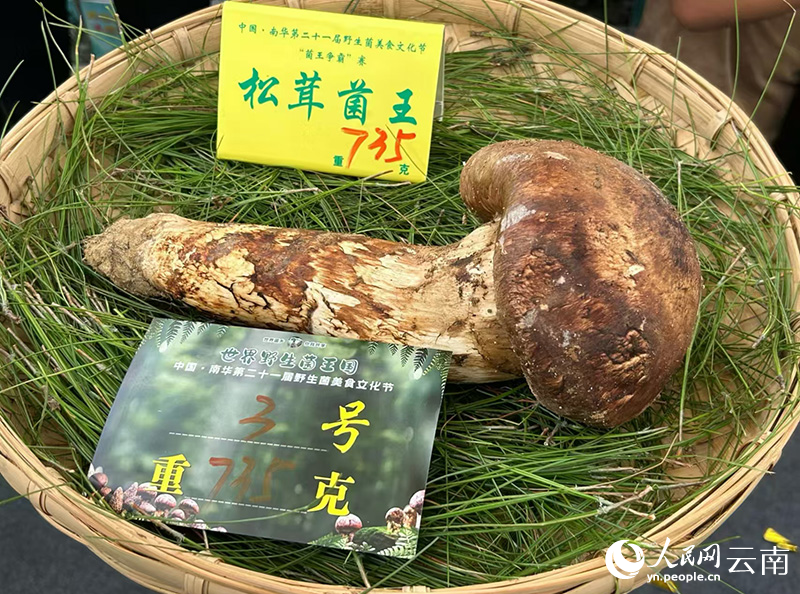 重达735克的松茸菌王。人民网记者 刘怡摄