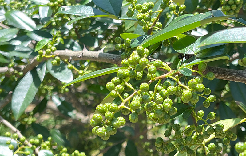 颗粒饱满的青花椒，摄影：李剑