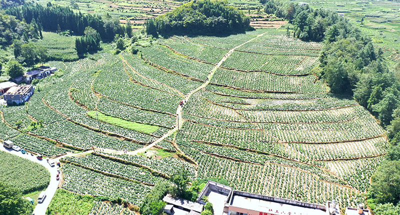 鎮雄縣尖山鄉辣椒基地。