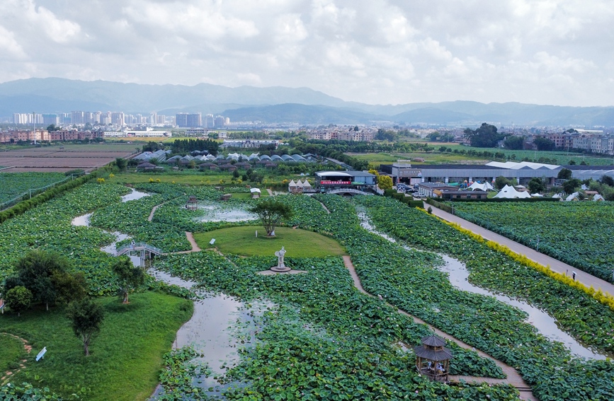 馬房村百畝荷田。楊朔攝