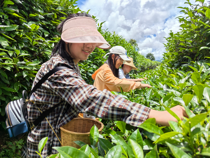 游客体验采摘普洱茶鲜叶。徐晓芳摄.jpg