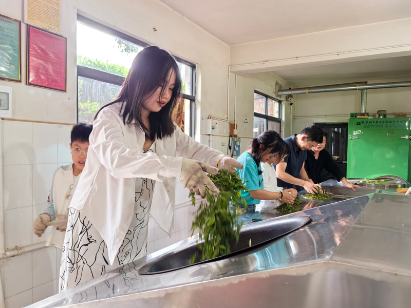 游客体验制茶。徐晓芳摄.jpg