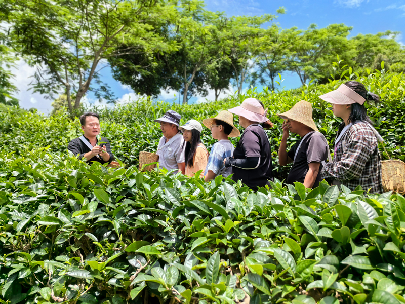茶园师傅向游客讲解采茶知识。徐晓芳摄.jpg