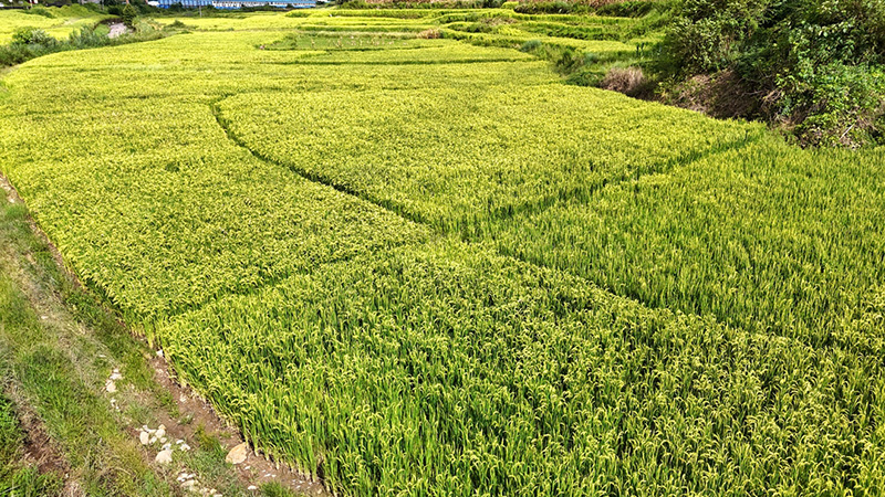 规洞河坝旱地种植基地。