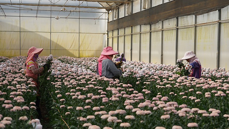 开远某生物产业有限公司基地盛开的鲜花-邱美华摄-2024年8月8日