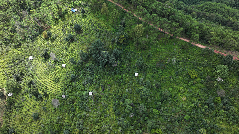 勐主大山古茶园。李玉竹摄