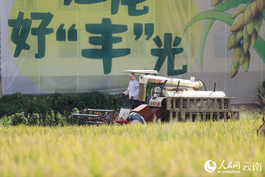 农机手驾驶收割机收割水稻。人民网记者 李发兴摄
