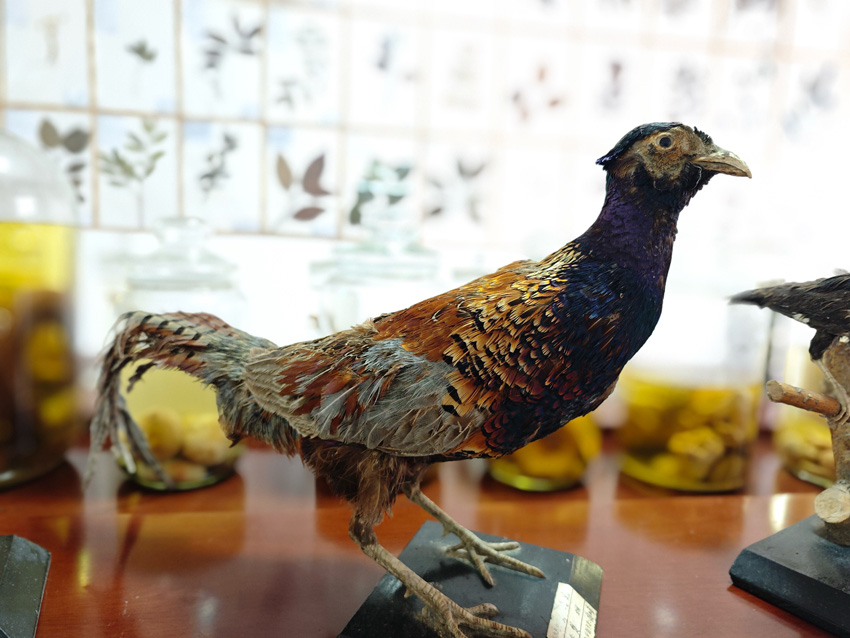 云南哀牢山国家级自然保护区楚雄管护局南华大中山宣教中心里摆放的鸟类标本。杨霞摄