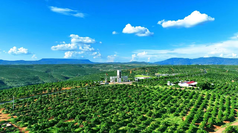 【1】永仁縣永定鎮雲龍村的哲林4萬畝晚熟芒果種植基地。受訪者供圖