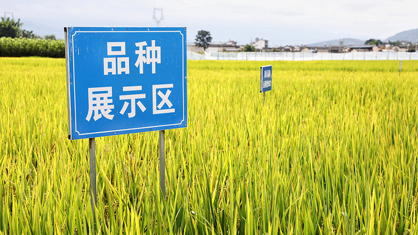 施甸县水稻两用核不育系繁育基地。施甸县融媒体中心供图