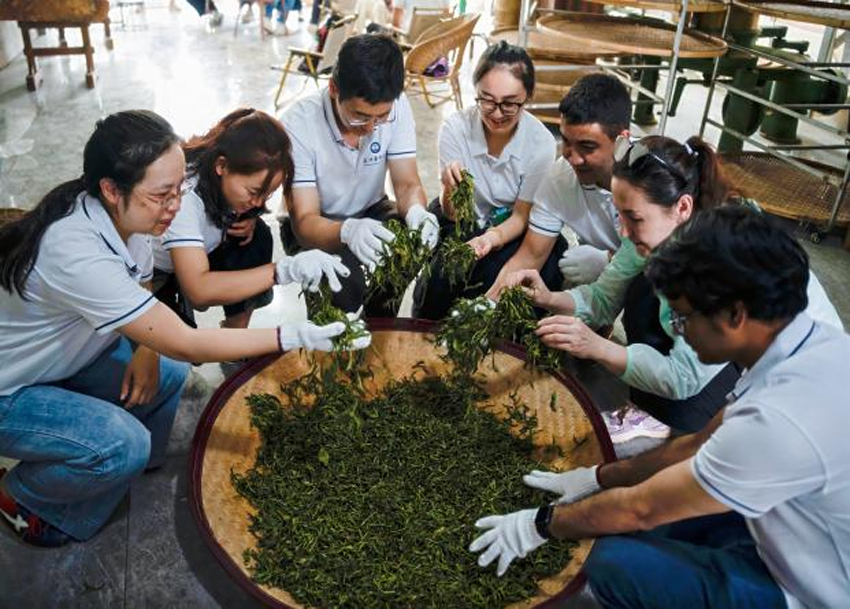留学生们体验制茶。昆明医科大学供图