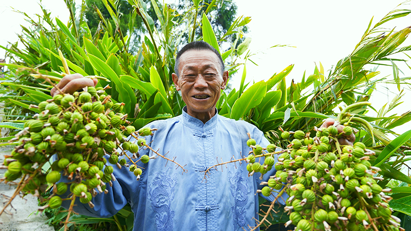 砂仁丰收，村民乐开了花