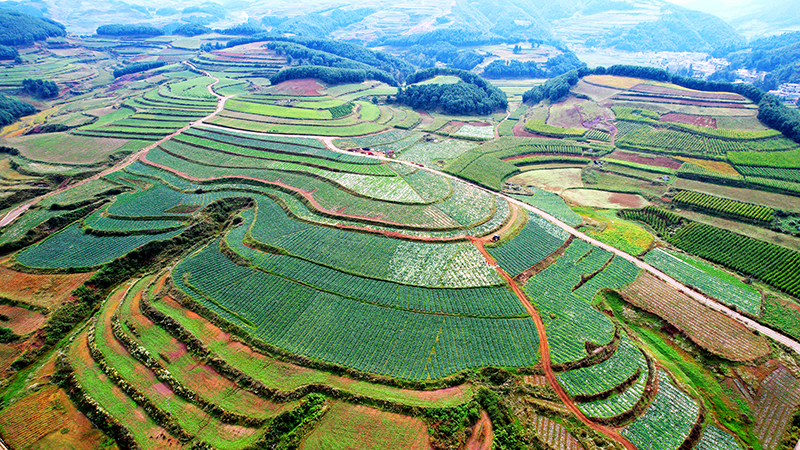 俯瞰冷凉蔬菜种植基地。丁世新摄