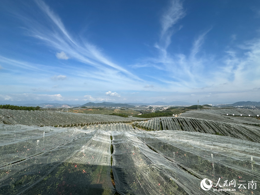 昭通市超越苹果基地。人民网记者 蔡树菁摄