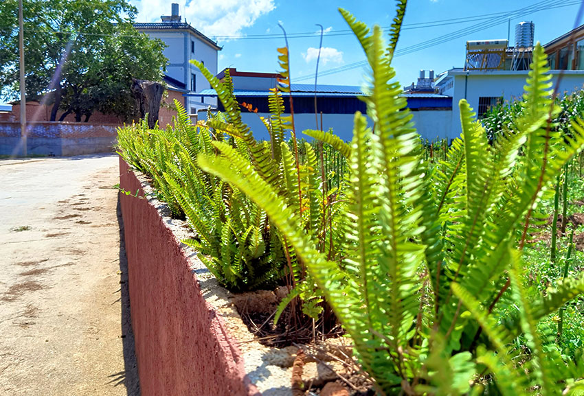 挡墙上种植的花卉。