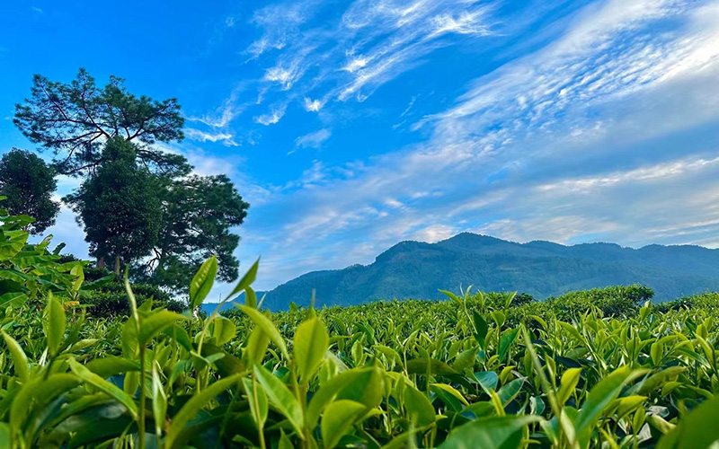 景谷茶产业。周建兰