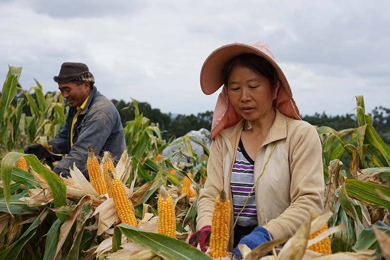 芳华镇戚家山村村民正忙着掰玉米。