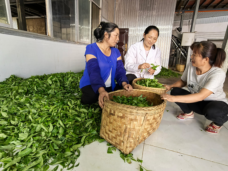 茶丽萍在给工人讲解茶叶制作知识。陈敏凤摄