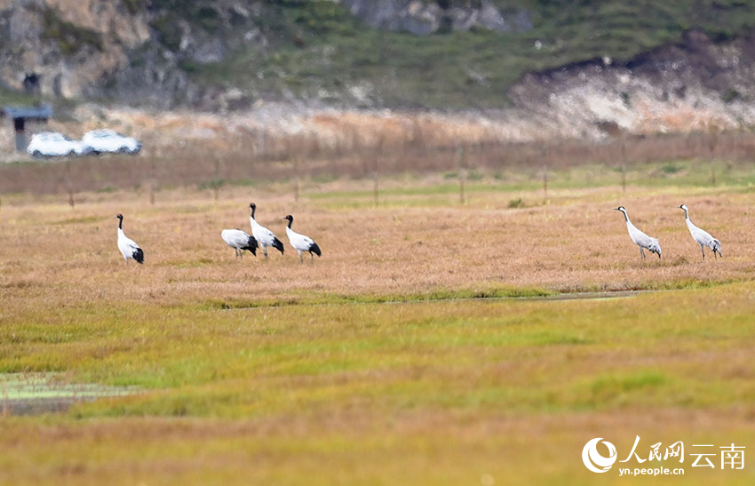 云南香格里拉纳帕海迎来今年首批越冬黑颈鹤。陈志明摄