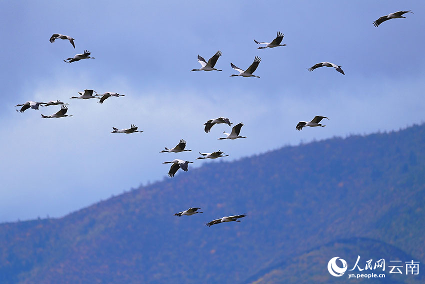 云南香格里拉纳帕海迎来今年首批越冬黑颈鹤