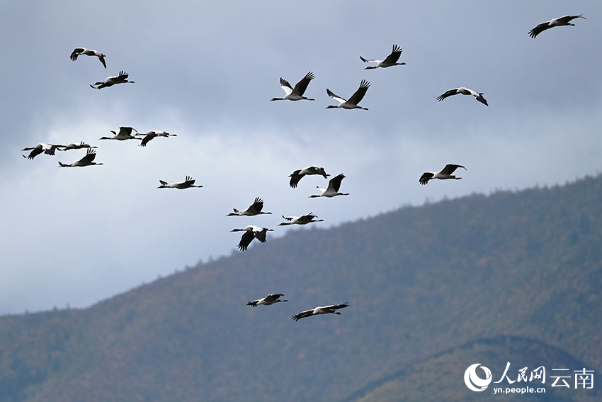 云南香格里拉纳帕海迎来今年首批越冬黑颈鹤。陈志明摄
