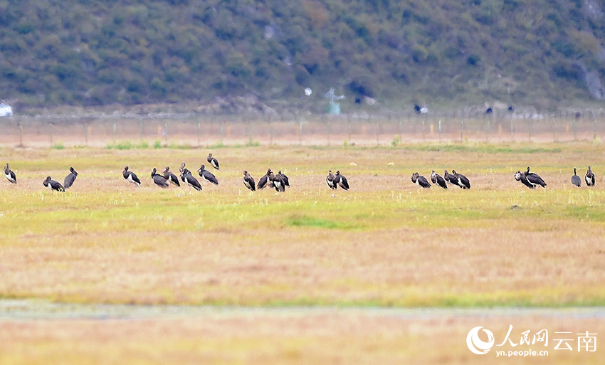 与黑颈鹤同期飞抵纳帕海的黑鹳正在觅食。陈志明摄