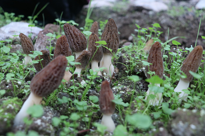 基地里种植的羊肚菌-杨霞摄