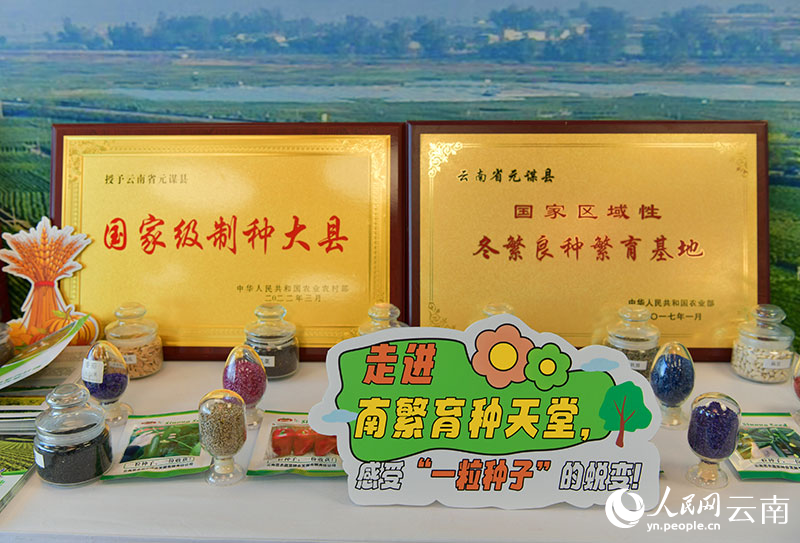 图为云南元谋展出的种子。人民网记者任峰涛摄