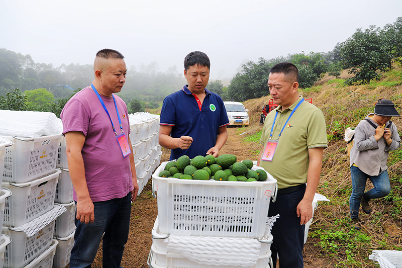 孟连县纪委监委纪检监察干部在景信乡糯各村尼别一组了解牛油果采收情况。鲁丹娜摄