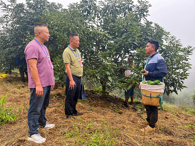 孟连县纪委监委纪检监察干部在景信乡糯各村牛油果基地与村民了解情况。刘松琳-摄