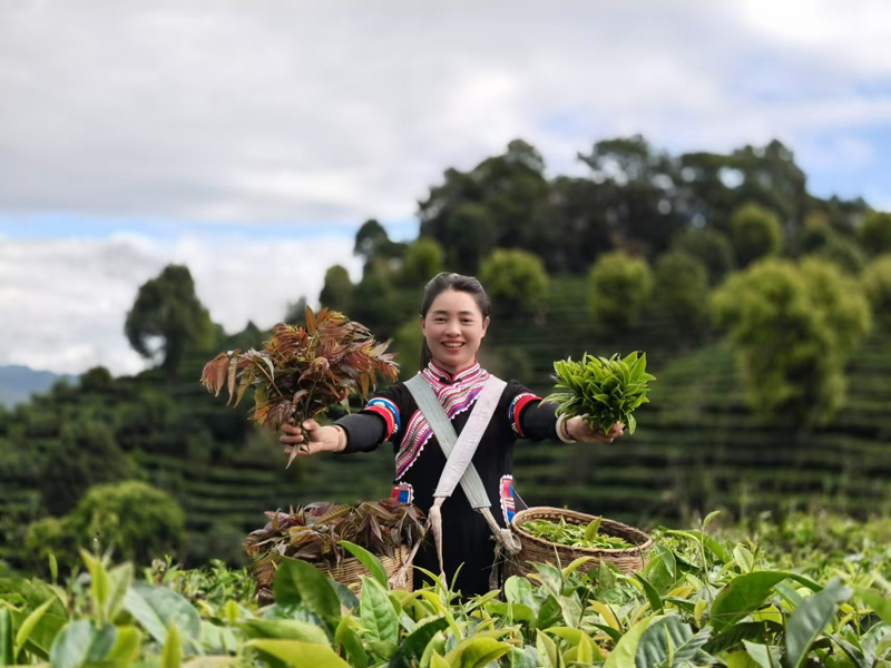 左手香椿右手茶。彭強敏攝.jpg