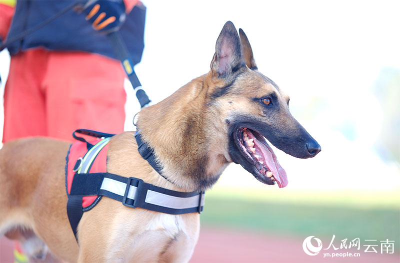 搜救犬“龍騰”。人民網記者 蔡樹菁攝