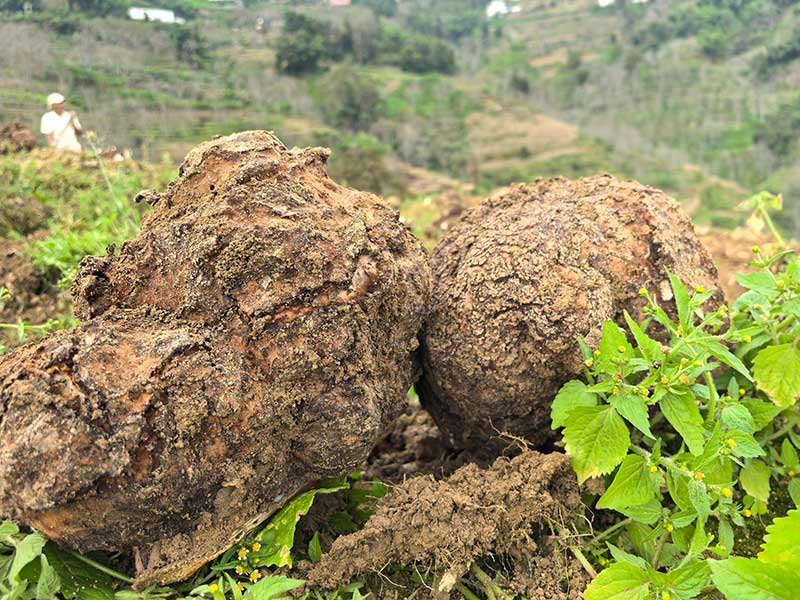 村民种植的茯苓-镇沅县融媒体中心供图