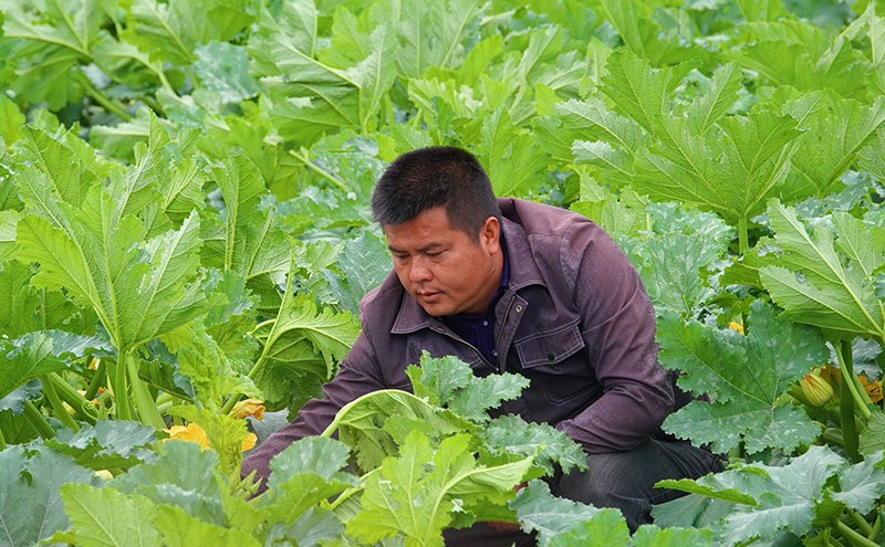 邓聪查看西葫芦瓜长势。马丽菊摄