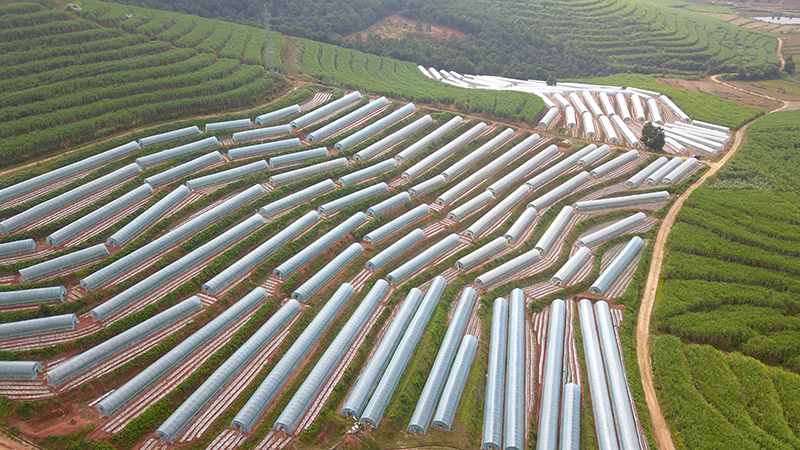 蔬菜种植基地。周孝平摄