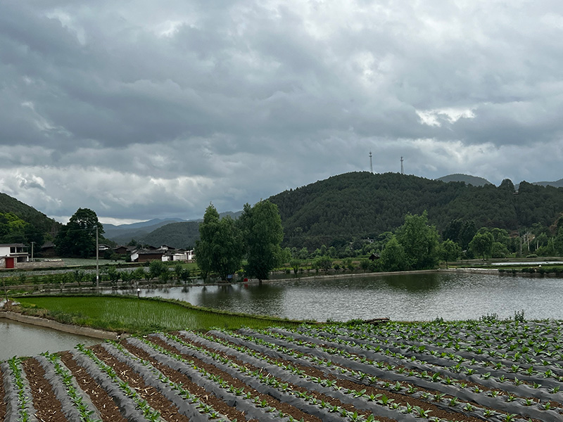 庭院經濟擴展的連片魚塘（2024年6月6日-李砥行攝）