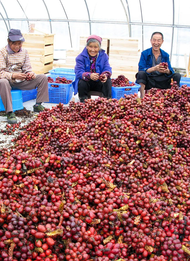 村民在挑揀草果。