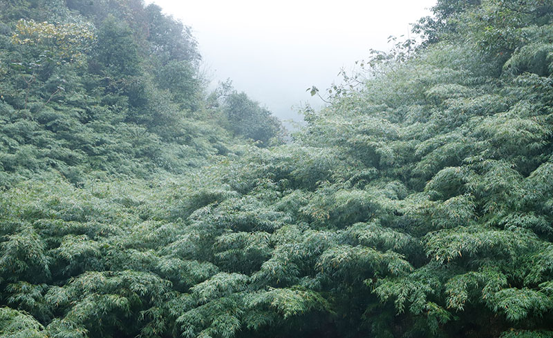 木杆鎮筇竹林（楊全偉攝）