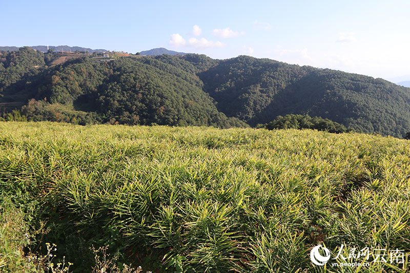 小黃姜種植基地。和振瓊攝